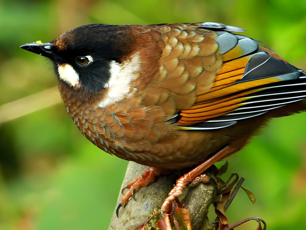 Bird Watching in Chitwan